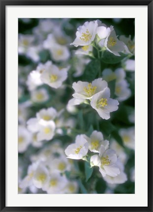 Framed Delphinium Field Print