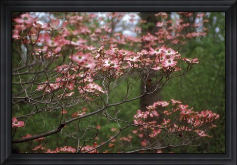 Framed Pink Dogwood Blooms Print