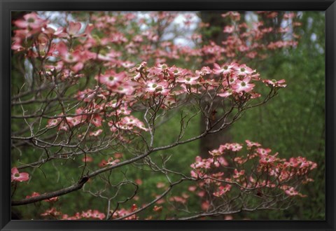 Framed Pink Dogwood Blooms Print