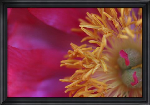Framed Peony Abstract Print