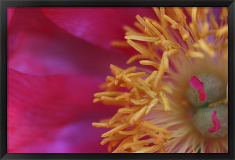 Framed Peony Abstract Print