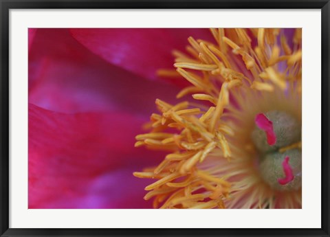 Framed Peony Abstract Print