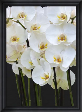 Framed White Orchid Blooms 1 Print