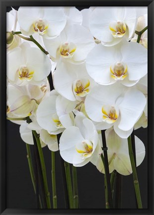 Framed White Orchid Blooms 1 Print