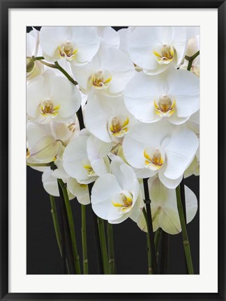 Framed White Orchid Blooms 1 Print