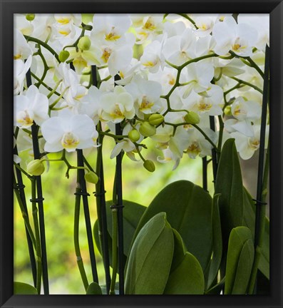 Framed White Orchid Blooms 2 Print