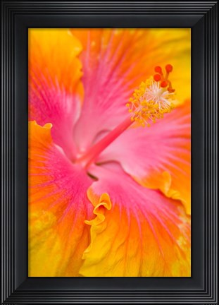 Framed Pink And Yellow Hibiscus Flower,  San Francisco, CA Print