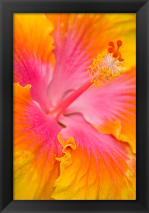 Framed Pink And Yellow Hibiscus Flower,  San Francisco, CA Print