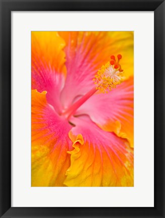 Framed Pink And Yellow Hibiscus Flower,  San Francisco, CA Print