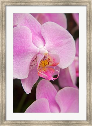 Framed Pink Orchid In The Phalaenopsis Family, San Francisco Print