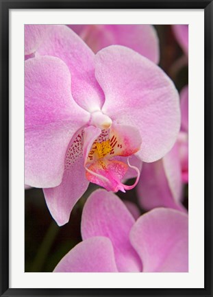 Framed Pink Orchid In The Phalaenopsis Family, San Francisco Print