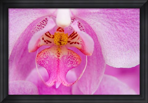 Framed Pink Orchid, San Francisco Conservatory Of Flowers Print