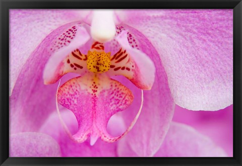 Framed Pink Orchid, San Francisco Conservatory Of Flowers Print