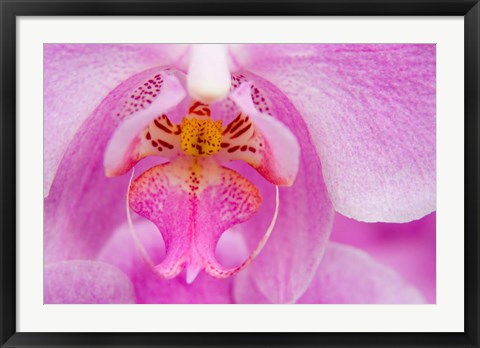 Framed Pink Orchid, San Francisco Conservatory Of Flowers Print