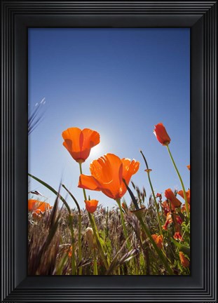 Framed Poppies With Sun And Blue Sky, Antelope Valley, CA Print