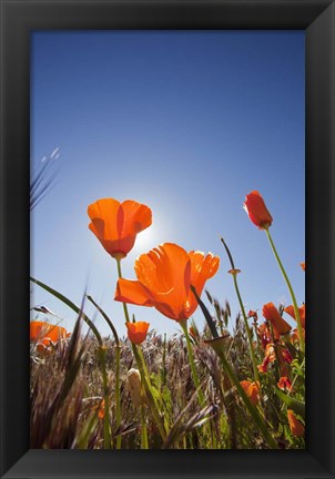 Framed Poppies With Sun And Blue Sky, Antelope Valley, CA Print