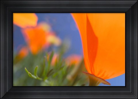 Framed Poppies Spring Bloom 1. Lancaster, CA Print