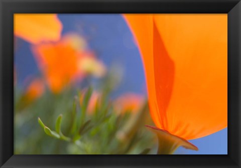 Framed Poppies Spring Bloom 1. Lancaster, CA Print