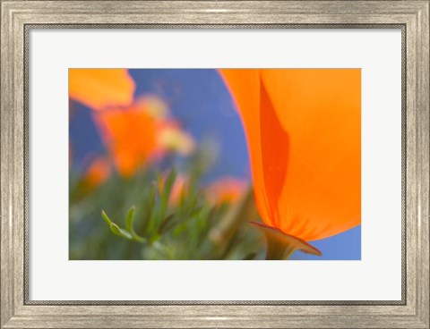 Framed Poppies Spring Bloom 1. Lancaster, CA Print