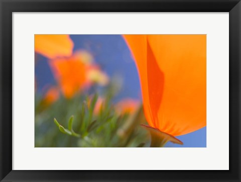 Framed Poppies Spring Bloom 1. Lancaster, CA Print