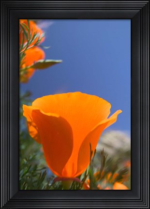Framed Poppies Spring Bloom 2. Lancaster, CA Print