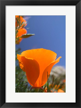 Framed Poppies Spring Bloom 2. Lancaster, CA Print