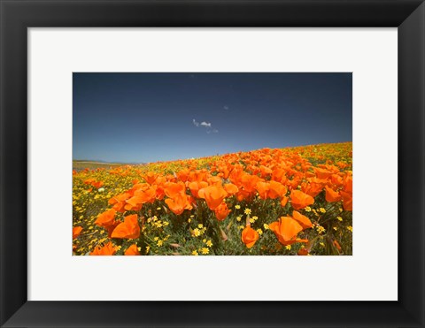 Framed Poppies Spring Bloom 3. Lancaster, CA Print