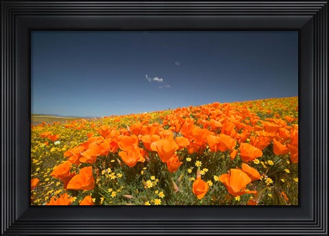 Framed Poppies Spring Bloom 3. Lancaster, CA Print