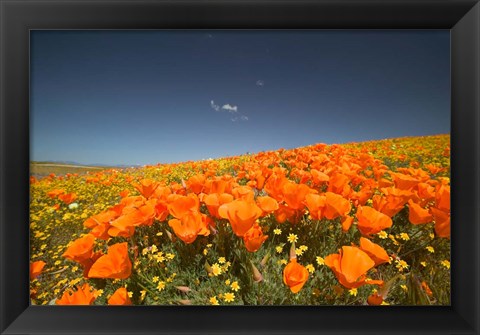 Framed Poppies Spring Bloom 3. Lancaster, CA Print