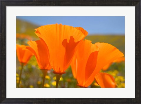 Framed Poppies Spring Bloom 4. Lancaster, CA Print