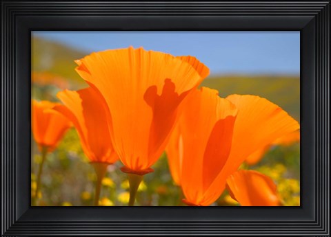 Framed Poppies Spring Bloom 4. Lancaster, CA Print