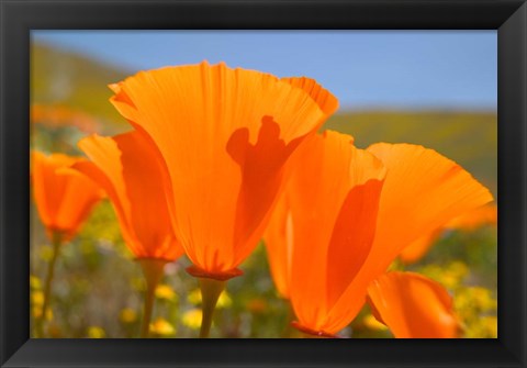 Framed Poppies Spring Bloom 4. Lancaster, CA Print