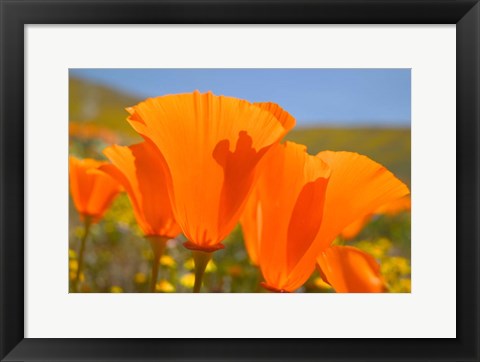 Framed Poppies Spring Bloom 4. Lancaster, CA Print