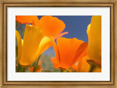 Framed Poppies Spring Bloom 5. Lancaster, CA Print