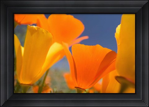 Framed Poppies Spring Bloom 5. Lancaster, CA Print