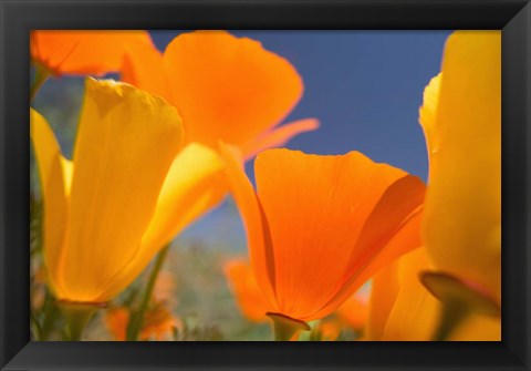 Framed Poppies Spring Bloom 5. Lancaster, CA Print