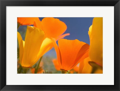 Framed Poppies Spring Bloom 5. Lancaster, CA Print