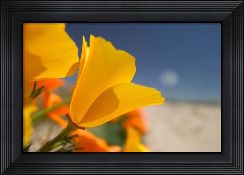 Framed Poppies Spring Bloom 6. Lancaster, CA Print
