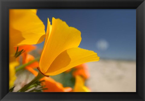 Framed Poppies Spring Bloom 6. Lancaster, CA Print