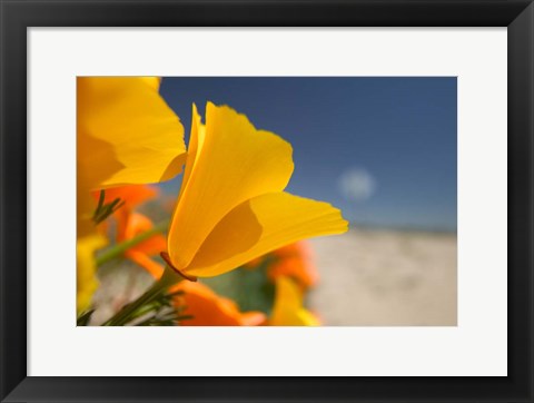 Framed Poppies Spring Bloom 6. Lancaster, CA Print