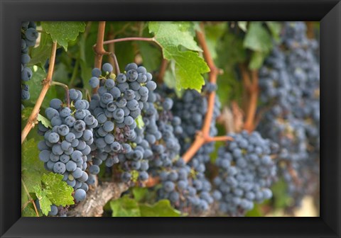 Framed Vineyard Grapes, Calistoga, Napa Valley, Ca Print