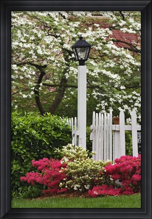 Framed Pickett Fence, Lamp, Azaleas, And Flowering Dogwood Tree, Louisville, Kentucky Print