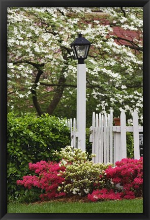 Framed Pickett Fence, Lamp, Azaleas, And Flowering Dogwood Tree, Louisville, Kentucky Print