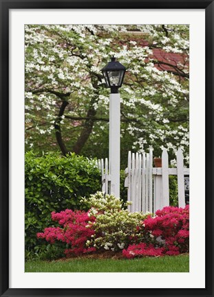 Framed Pickett Fence, Lamp, Azaleas, And Flowering Dogwood Tree, Louisville, Kentucky Print