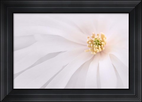 Framed Light Pink Magnolia, Maine Print