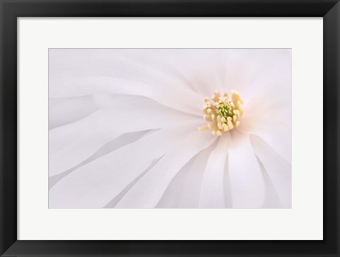 Framed Light Pink Magnolia, Maine Print