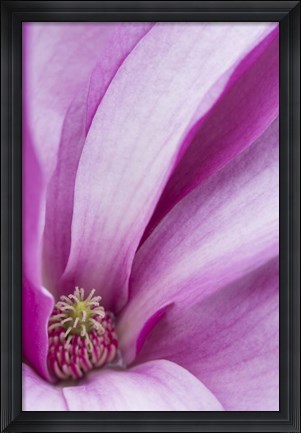 Framed Magnolia Flower, Maine Print