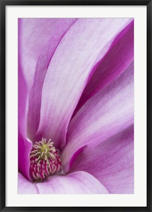 Framed Magnolia Flower, Maine Print