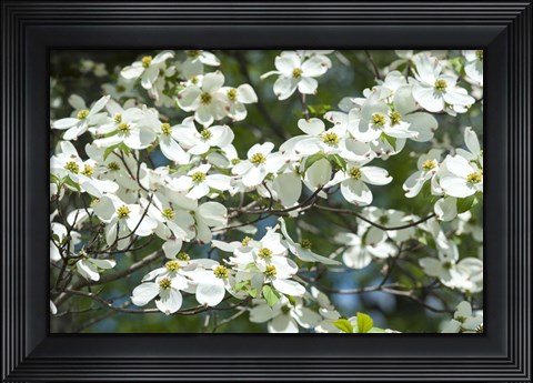 Framed Dogwood Tree, Arnold Arboretum, Boston Print