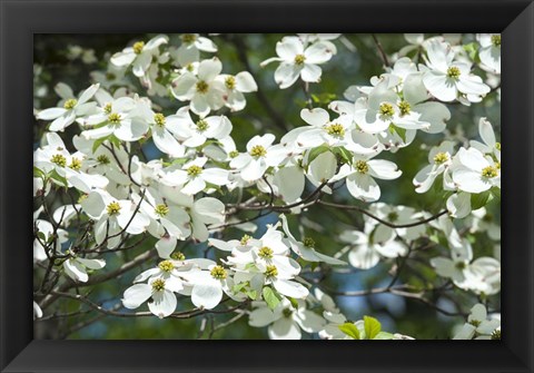 Framed Dogwood Tree, Arnold Arboretum, Boston Print